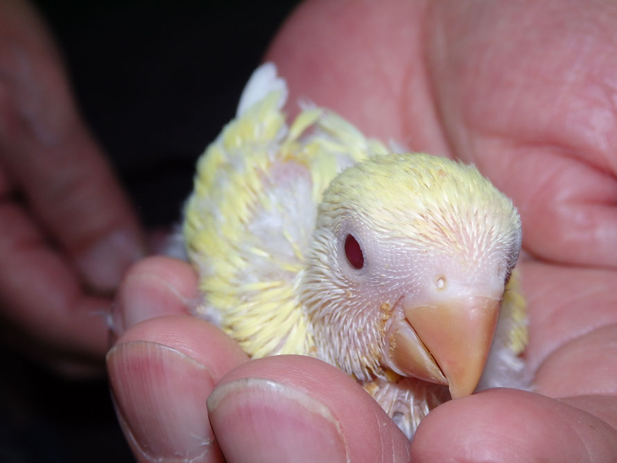 2019年5月17日 コザクラインコ