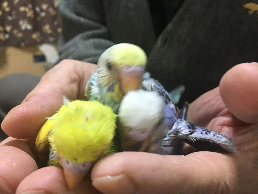 2019年12月27日 セキセイインコ