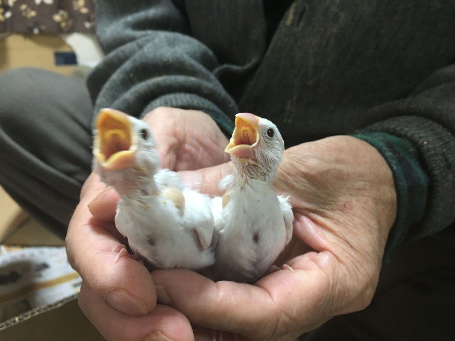 2019年 12月27日 白文鳥