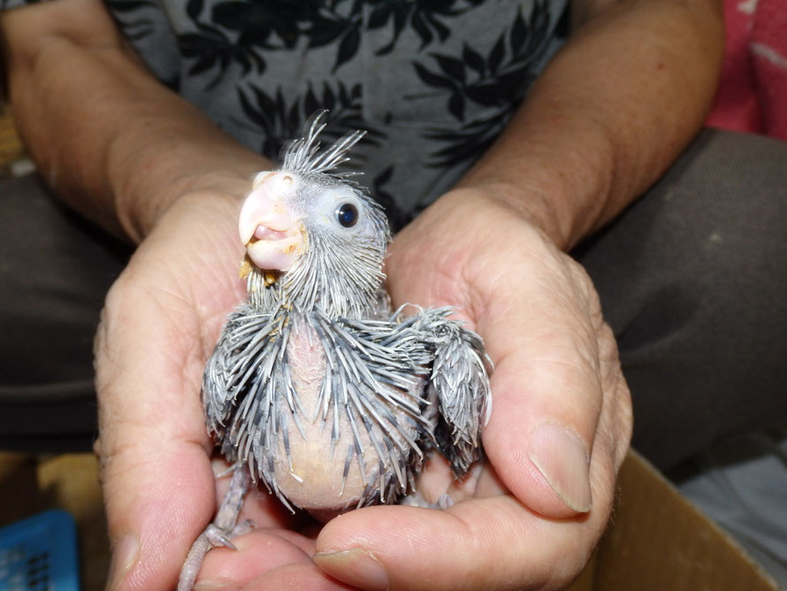 2019年8月4日 オカメインコ