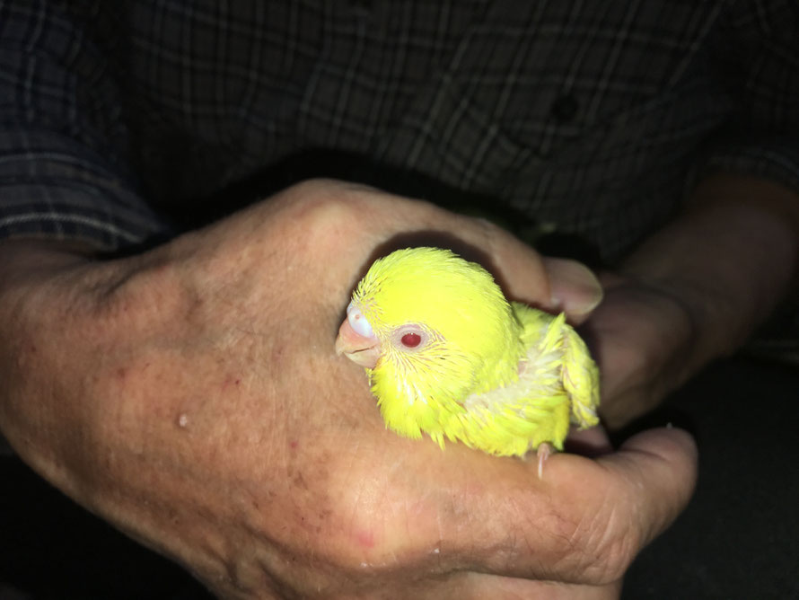セキセイインコ