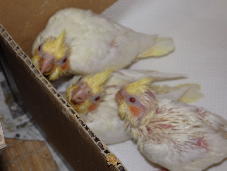 2019年5月26日 オカメインコ