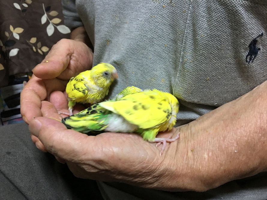 2019年7月5日　セキセイインコ　パイド