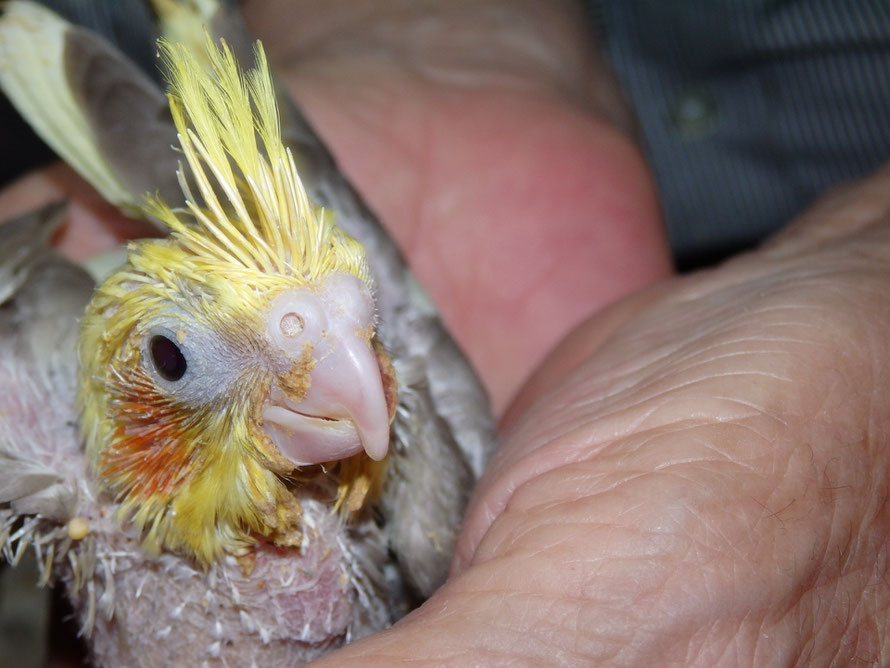 2019年 5月25日 オカメインコ