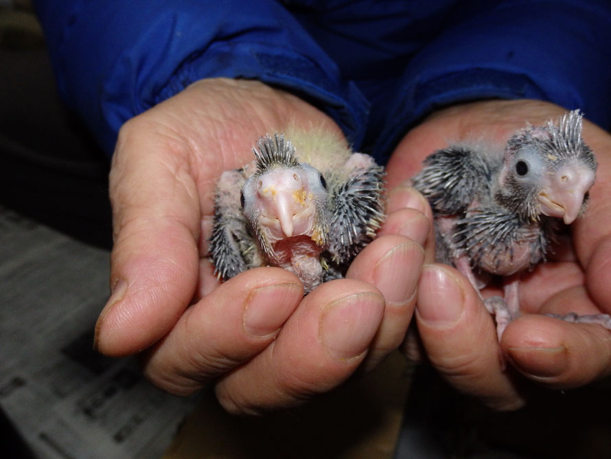 2019年　2月１４日　オカメインコのヒナ