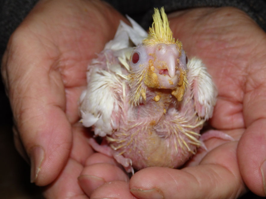 2019年2月25日 オカメインコ