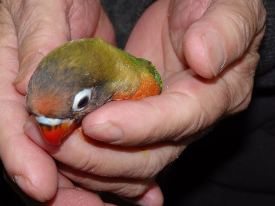 2019年4月3日 ボタンインコ