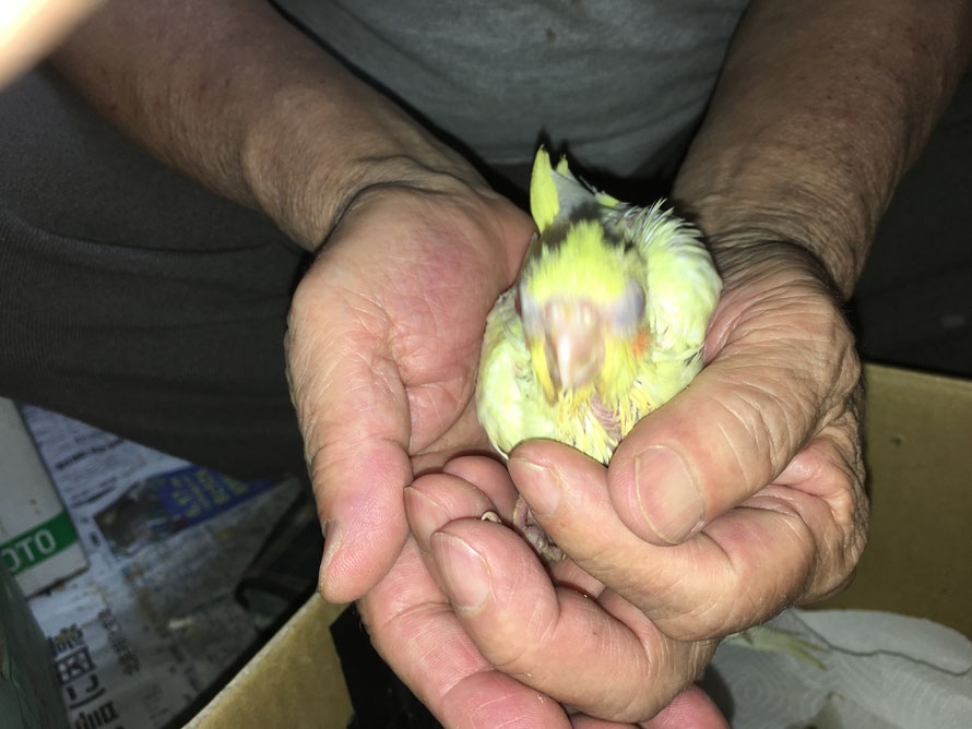 オカメインコ