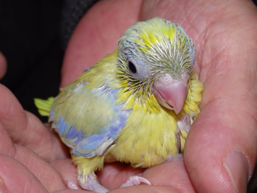 2019年1月19日 マメルリハインコのイエロー