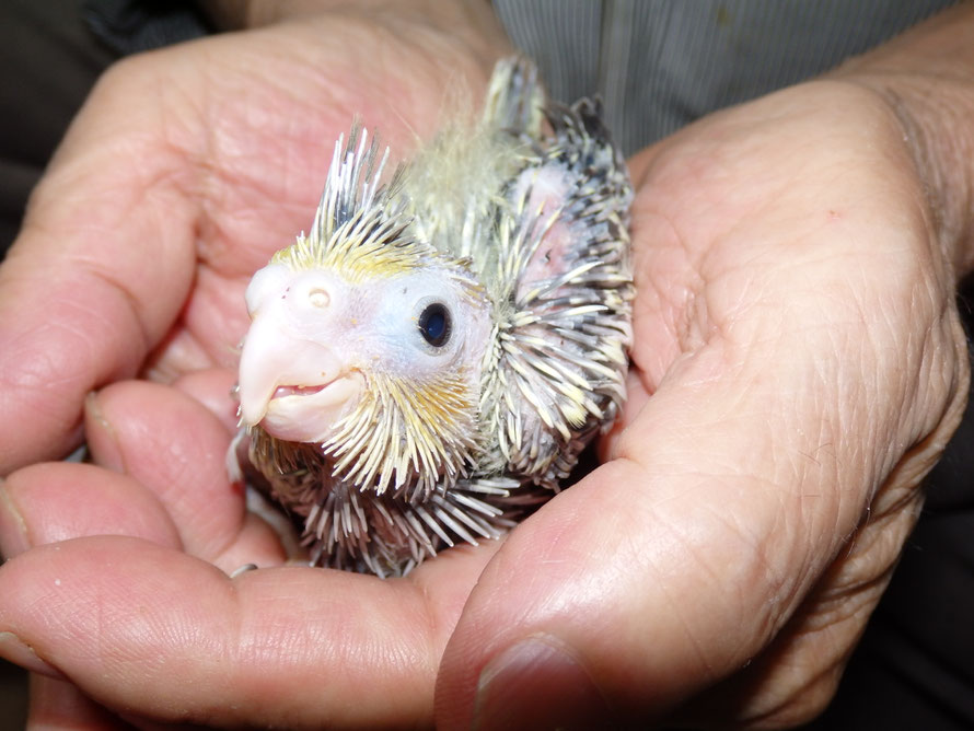 ２０１９年　６月１５日　オカメインコ