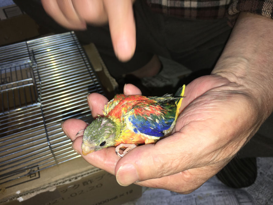 2020年5月4日 キキョウインコ