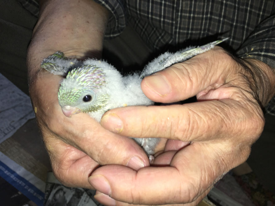 2018年 11月 3日 サザナミインコ