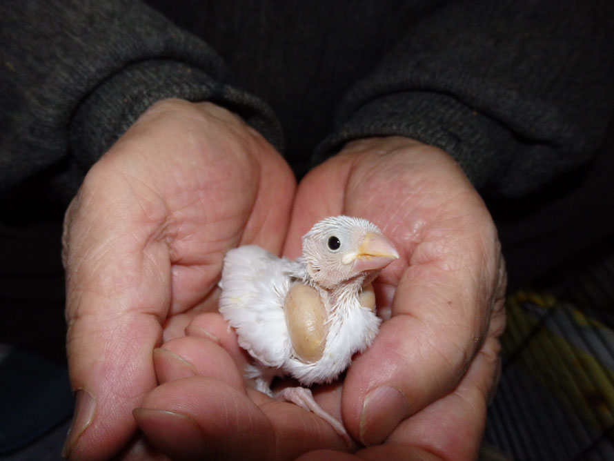 2019年3月1日　白文鳥　ペットミッキン