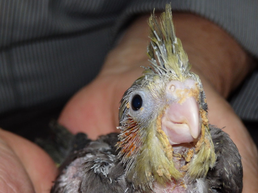 2019年5月22日 オカメインコ