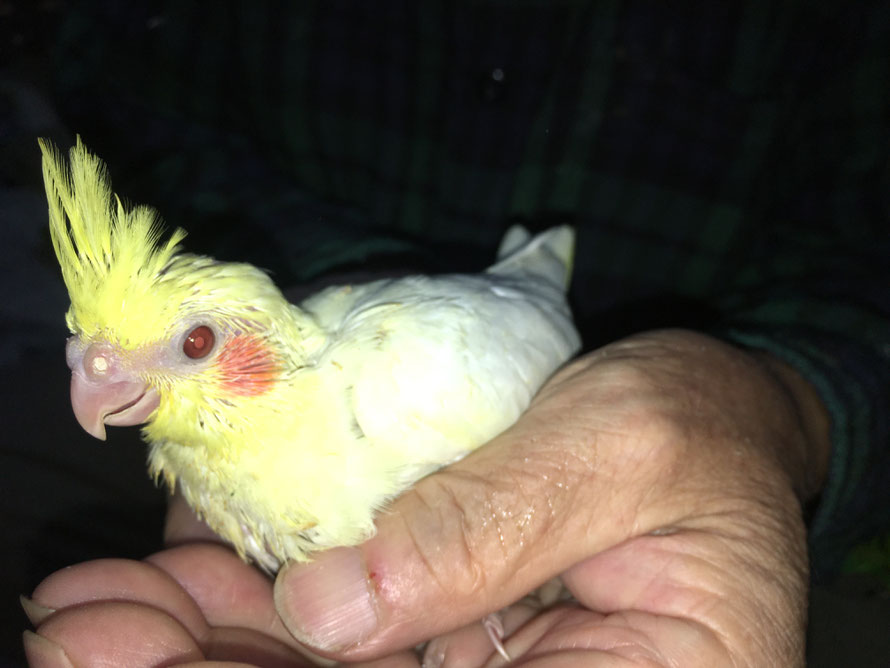 2019年9月28日 オカメインコ