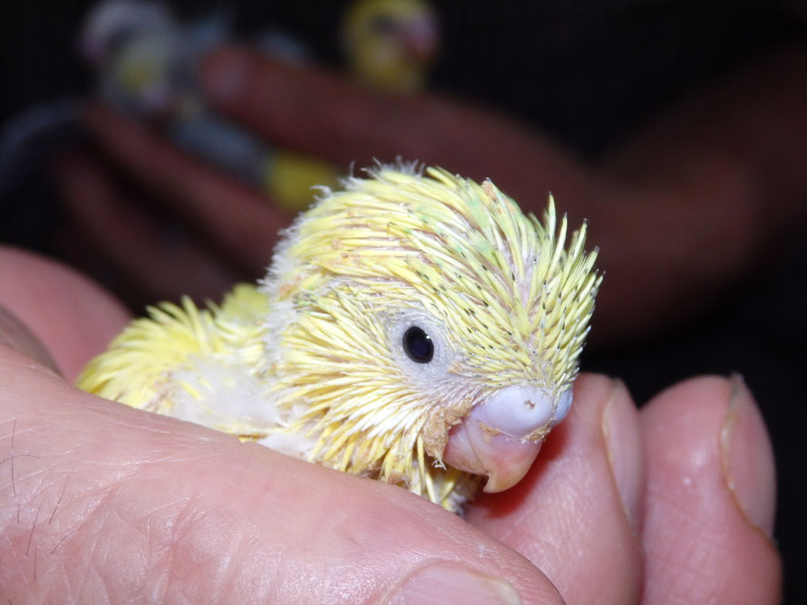 ２０１９年５月１２日　セキセイインコ　イエロー