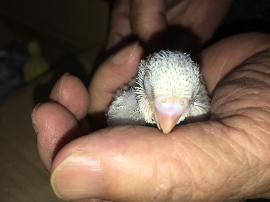 2018年 11月 7日 セキセイインコのヒナ