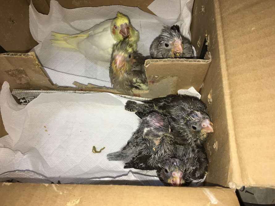 2018年 11月3日 オカメインコのヒナが仲間入りしました。