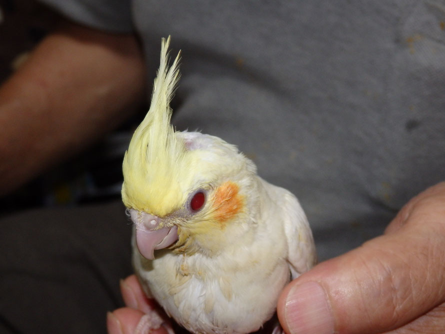 ２０１９年６月２６日　オカメインコ　ルチノー