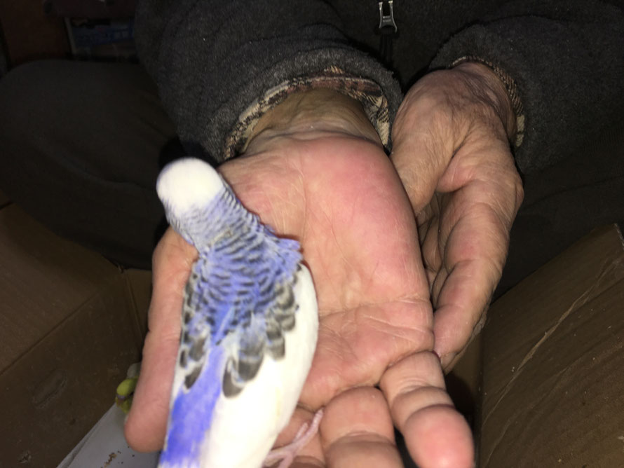 2020年3月19日 セキセイインコ