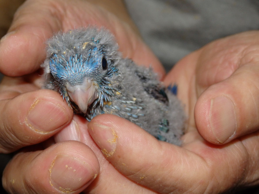 ２０１９年６月２１日　サザナミインコのコバルト