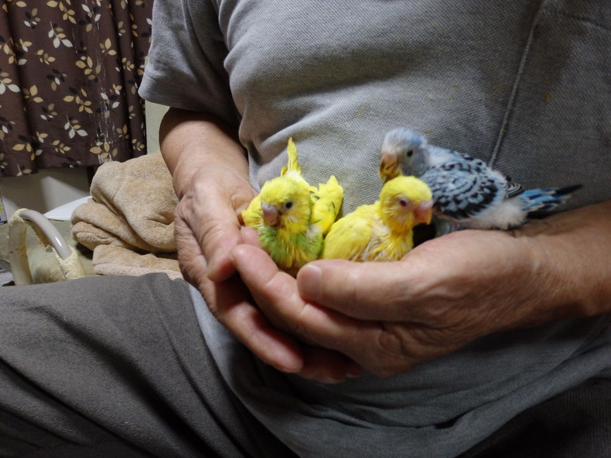 2019年6月22日 セキセイインコ