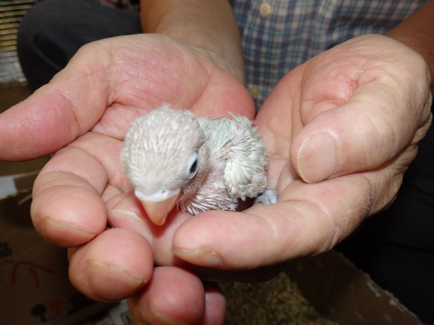 ２０２０年９月２０日　シロボタンインコ