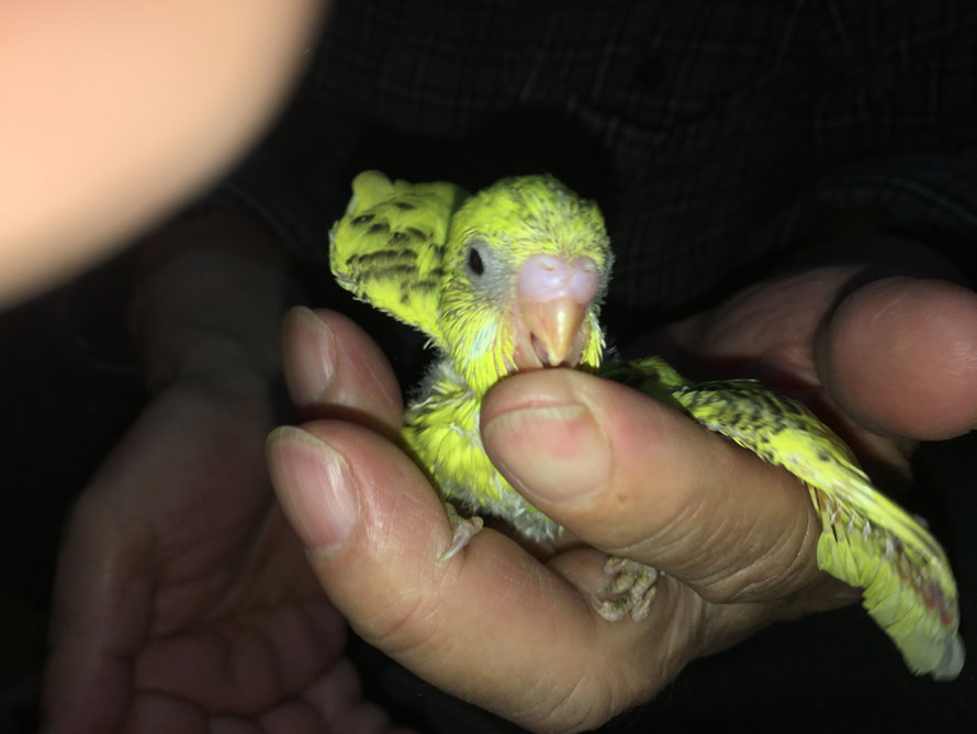 セキセイインコ