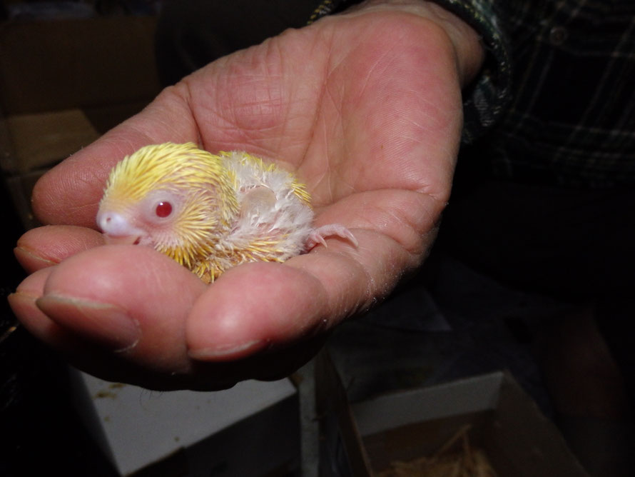 高級セキセイインコが仲間入りしました 福岡インコ ペットミッキン