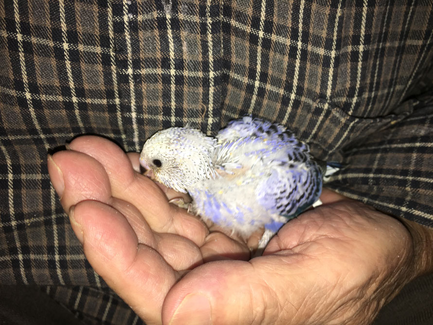 2018年 11月 7日 セキセイインコのヒナ