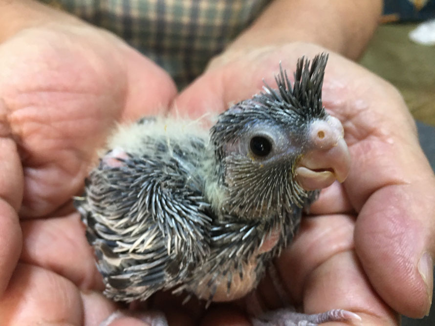 ２０２０年９月２２日　オカメインコ