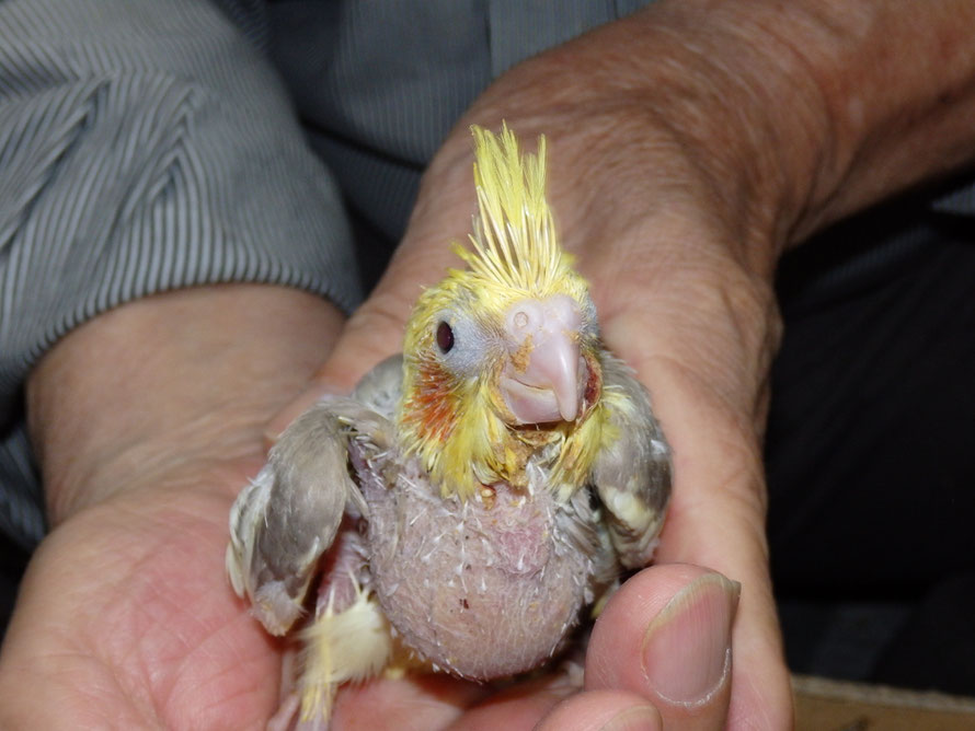 2019年5月22日 オカメインコ