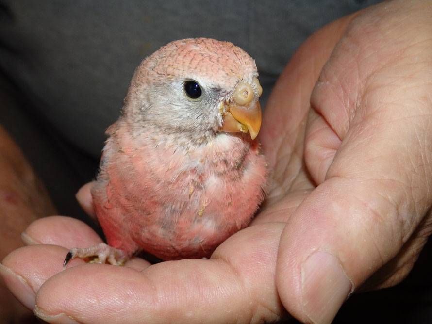 ２０１９年７月１５日　アキクサインコ