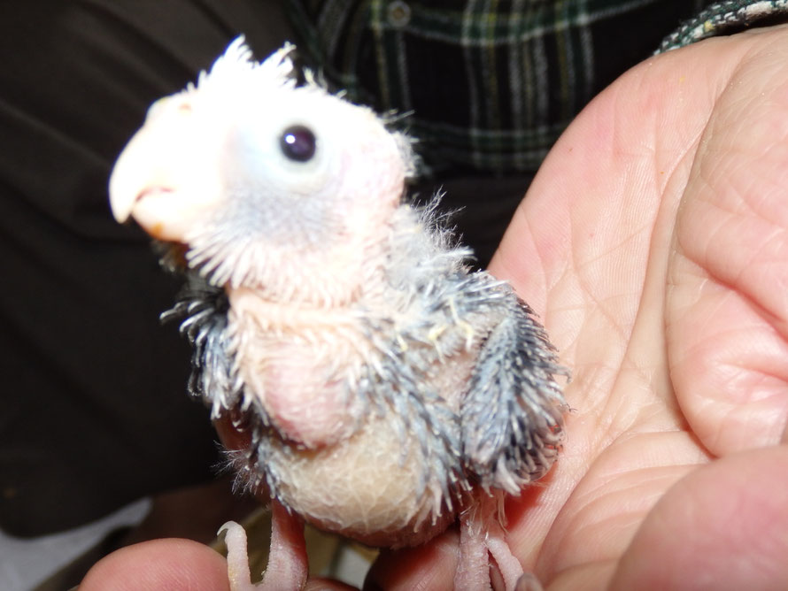 2020年12月1日 オカメインコのヒナが仲間入りしました。