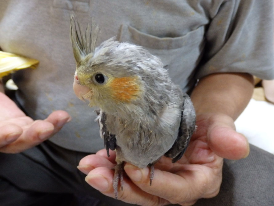 ２０１９年８月２０日　オカメインコ