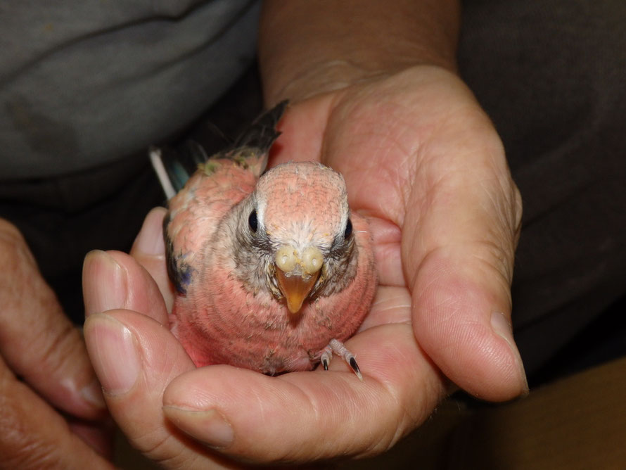 ２０１９年７月１２日　アキクサインコ