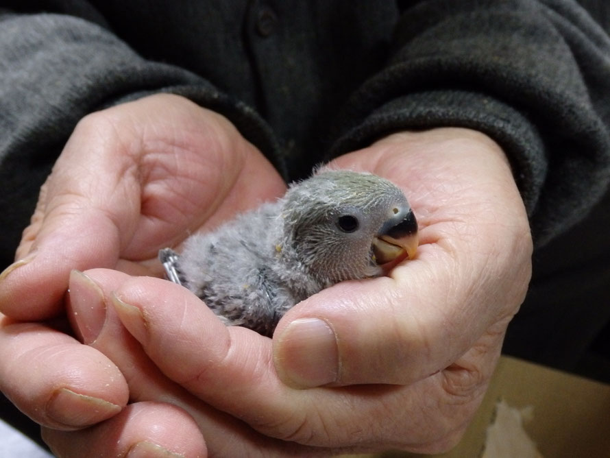 2017年3月6日 コザクラインコのヒナ ペットミッキン