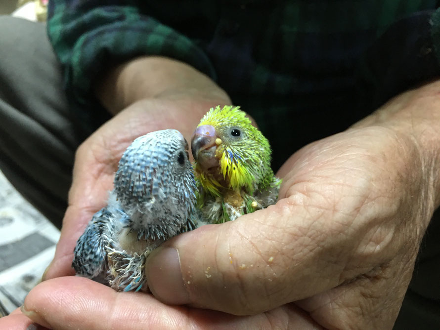 ２０１９年１０月１１日　セキセイインコ