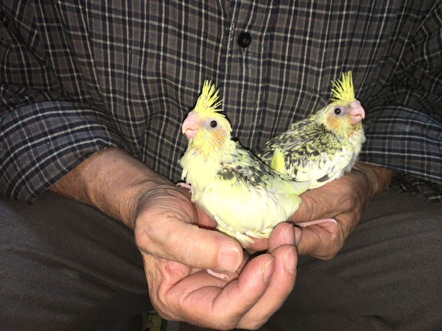 ２０１８年１１月７日　オカメインコのヒナが仲間入りしました。