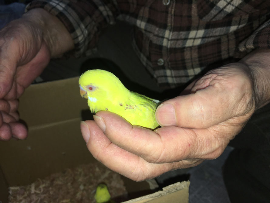 2020年5月4日 セキセイインコ