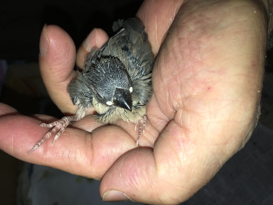 2019年4月11日 桜文鳥 ペットミッキン
