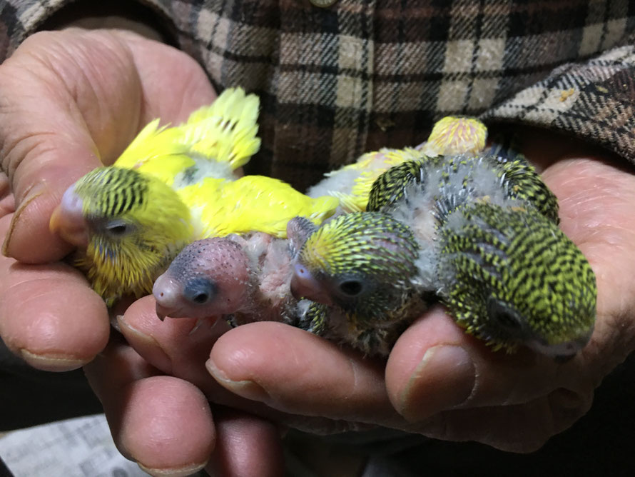 2020年12月28日 5羽のセキセイインコが仲間入りしました。