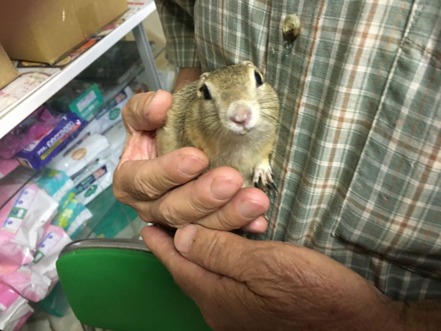 福岡手乗りインコ小鳥販売店ペットミッキンに手乗りリチャードソンジリスが仲間入りしました。