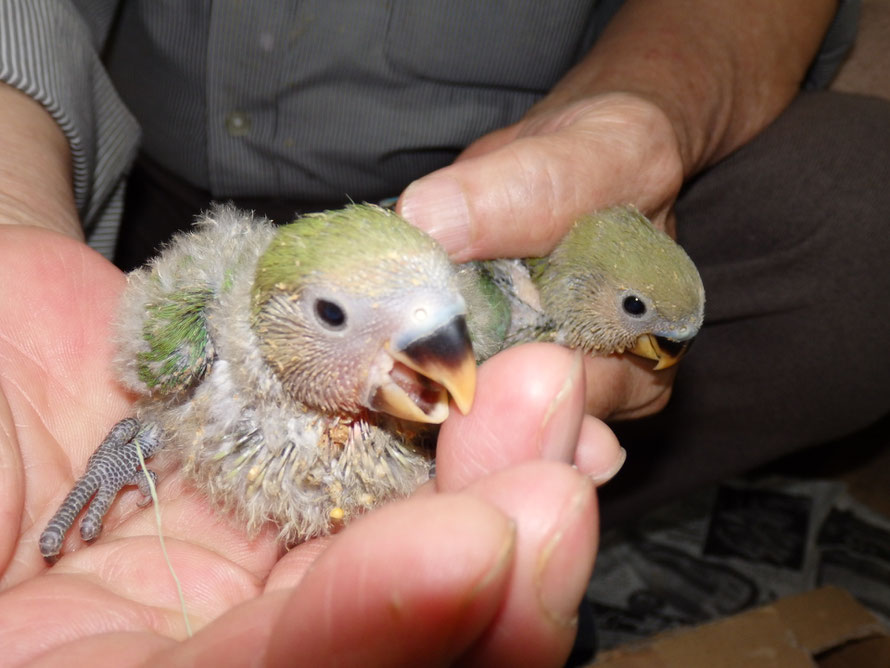 2019年5月17日 コザクラインコ