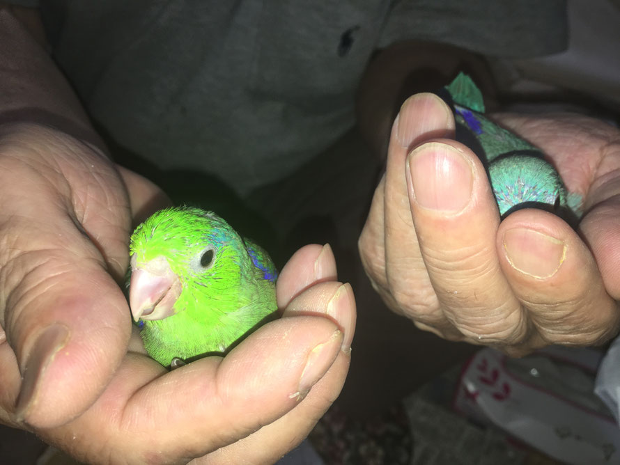マメルリハインコ
