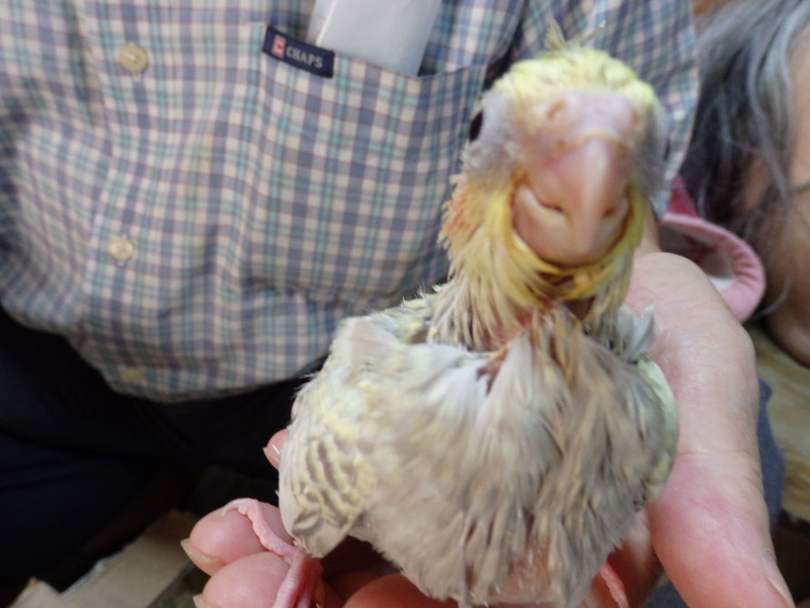 2020年9月20日 オカメインコ