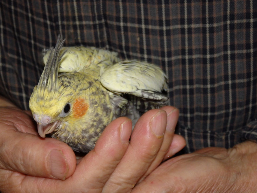 2019年4月29日 オカメインコ