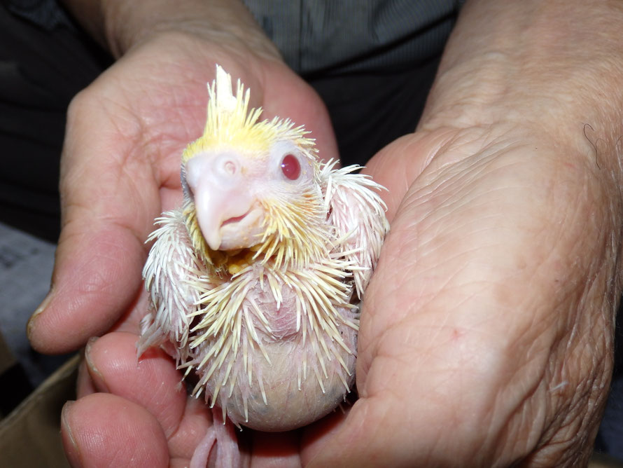 2019年 6月15日 オカメインコ ルチノー