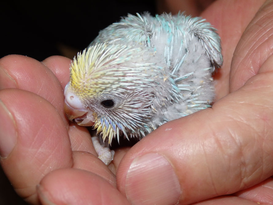 2019年5月12日 セキセイインコ