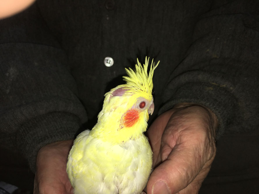 ２０１８年１２月３０日　白オカメインコ